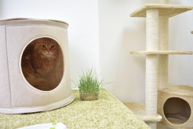 Новини Вінниці - фото з Готель для вінницьких кішок. На Поділлі відкрили простір для пухнастих Готель для вінницьких кішок. На Поділлі відкрили простір для пухнастих, фото №6 на сайті 20minut.ua