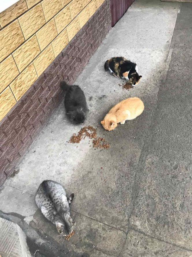 «Happy Мяу для Мурчика» від дитячого садочка, фото №1 на сайті 20minut.ua