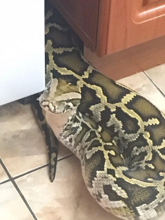 Їсть кроликів й приймає ванну: хмельничанка розповіла про життя із 25-кілограмовим пітоном Шелбі, фото №3 на сайті vsim.ua