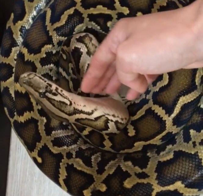 Їсть кроликів й приймає ванну: хмельничанка розповіла про життя із 25-кілограмовим пітоном Шелбі, фото №1 на сайті vsim.ua