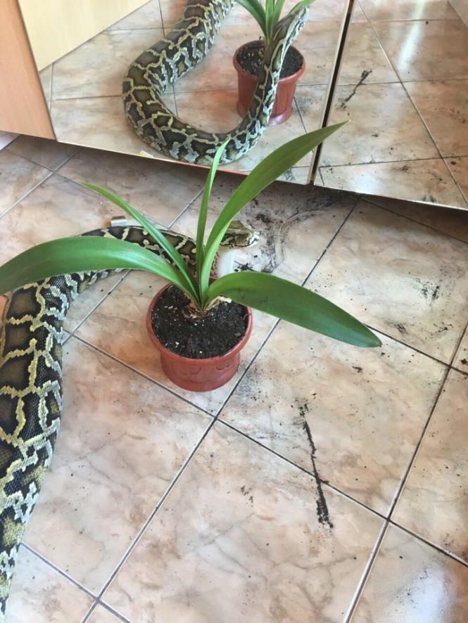 Їсть кроликів й приймає ванну: хмельничанка розповіла про життя із 25-кілограмовим пітоном Шелбі, фото №2 на сайті vsim.ua