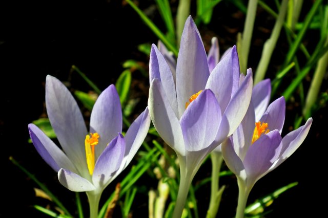 Новини Вінниці - фото з У цей день влаштували марш порожніх кастрюль. Історія, заборони і прикмети 8 березня 8 березня 2020 – яке сьогодні свято: традиції, заборони і прикмети - фото 390438