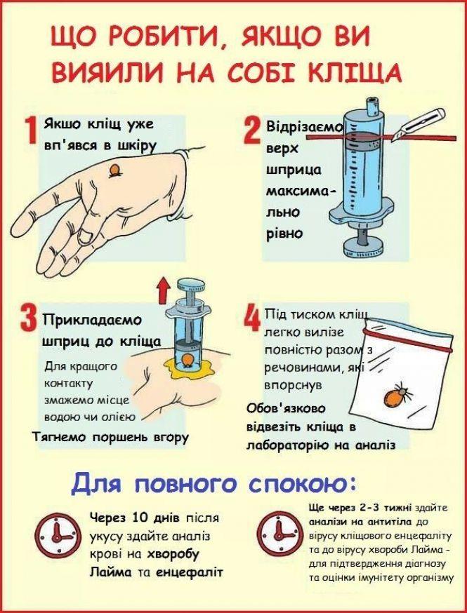 Новини Тернополя - фото з Кліщі вийшли на "полювання": як вберегтися та що робити, якщо кліщ присмоктався Кліщі вийшли на "полювання": як вберегтися та що робити, якщо кліщ присмоктався, фото №2 на сайті 20minut.ua