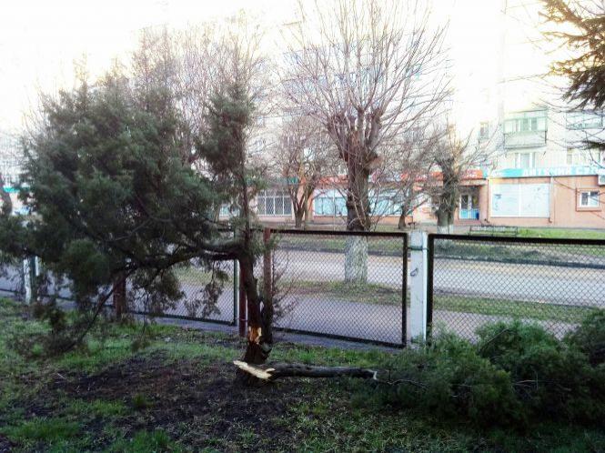 На території ЦРЛ пошкодили хвойне дерево, фото №1 на сайті 20minut.ua