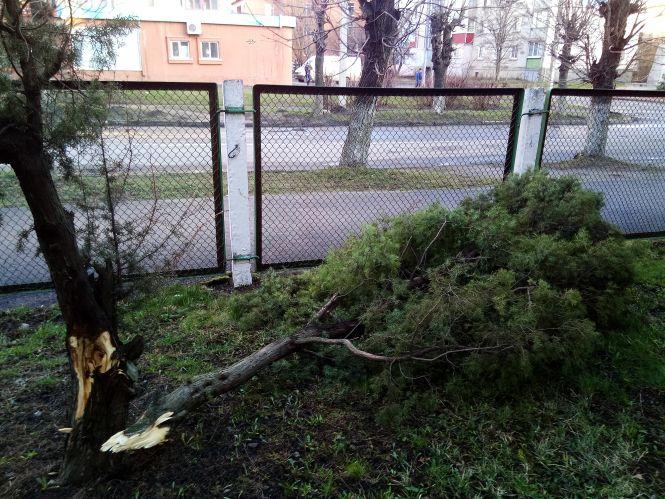 На території ЦРЛ пошкодили хвойне дерево, фото №2 на сайті 20minut.ua