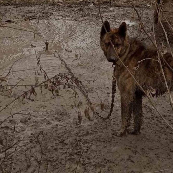 Господарі виїхали за кордон, а собаку залишили напризволяще на подвір'ї, фото №1 на сайті 20minut.ua