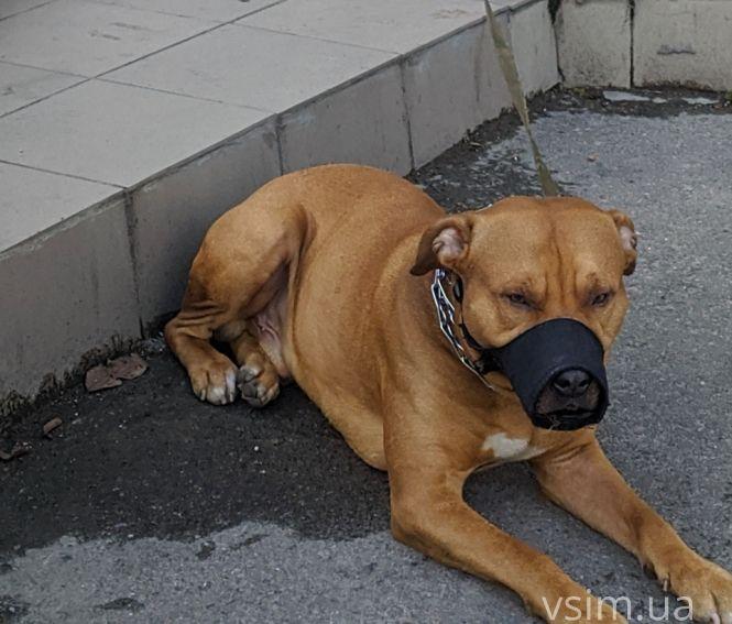 Новини Хмельницького - фото з На Володимирській пітбуль без намордника загриз дорогу чихуахуа На Володимирській пітбуль без намордника загриз дорогу чихуахуа, фото №3 на сайті vsim.ua