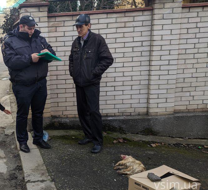 Новини Хмельницького - фото з На Володимирській пітбуль без намордника загриз дорогу чихуахуа На Володимирській пітбуль без намордника загриз дорогу чихуахуа, фото №2 на сайті vsim.ua