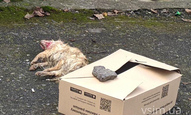 Новини Хмельницького - фото з Пітбуль загриз чихуахуа: поліція відкрила кримінальне провадження Пітбуль загриз чихуахуа: поліція відкрила кримінальне провадження, фото №3 на сайті vsim.ua