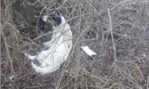 Новини Козятина - фото з Знайшли поранену собаку біля школи №9. Їй потрібна ваша допомога Знайшли поранену собаку біля школи №9. Їй потрібна ваша допомога, фото №1 на сайті 20minut.ua