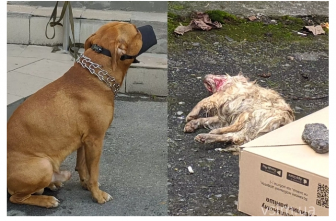 Новини Хмельницького - фото з Карантин, загризена чихуахуа та "спалах" вандалізму: ТОП новини тижня у Хмельницькому Карантин, загризена чихуахуа та "спалах" вандалізму: ТОП новини тижня у Хмельницькому, фото №4 на сайті vsim.ua