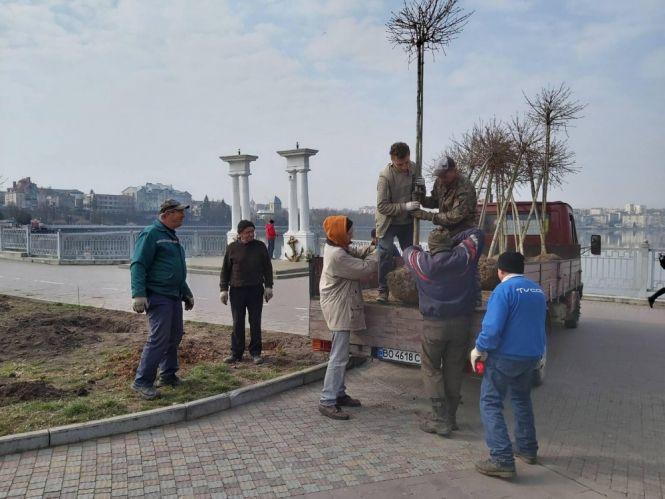 Новини Тернополя - фото з У парках Тернополя висадили екзотичні дерева і кущі У парках Тернополя висадили екзотичні дерева і кущі, фото №2 на сайті 20minut.ua