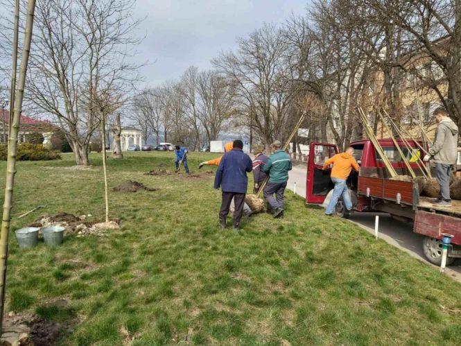 Новини Тернополя - фото з У парках Тернополя висадили екзотичні дерева і кущі У парках Тернополя висадили екзотичні дерева і кущі, фото №3 на сайті 20minut.ua