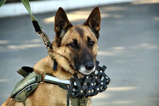 Новини Вінниці - фото з Взвод чотирилапих гвардійців. Як у Калинівському полку 14 собак служать поряд з військовими Взвод чотирилапих гвардійців. Як у Калинівському полку 14 собак служать поряд з військовими, фото №2 на сайті 20minut.ua