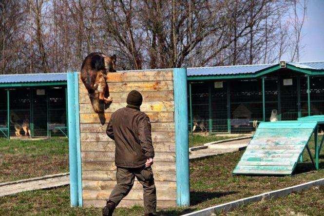 Новини Вінниці - фото з Взвод чотирилапих гвардійців. Як у Калинівському полку 14 собак служать поряд з військовими Взвод чотирилапих гвардійців. Як у Калинівському полку 14 собак служать поряд з військовими, фото №6 на сайті 20minut.ua