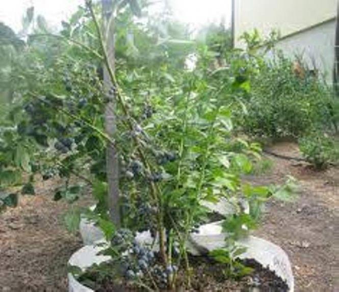 Спробуйте посадити на балконі солодку ягоду. Поради селекціонера, що вирощує лохину в посудині, фото №2 на сайті 20minut.ua