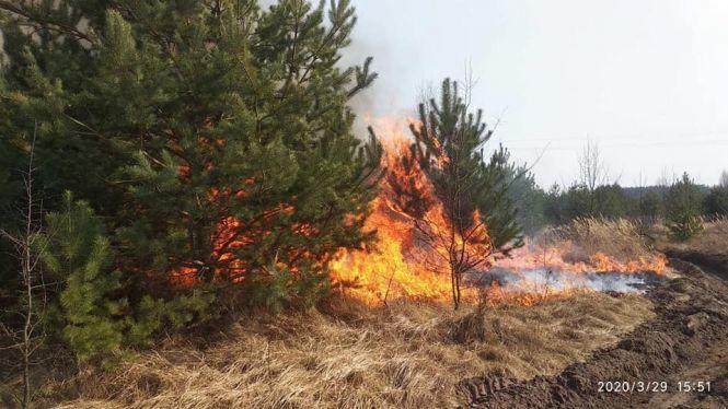 Новини Житомира - фото з Лісівники застерігають: Україну накрила ще одна епідемія - вогняна Лісівники застерігають: Україну накрила ще одна епідемія - вогняна, фото №1 на сайті 20minut.ua