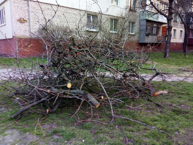 Новини Козятина - фото з Обрізані дерева і нічні походеньки підлітків. Фото дня Обрізані дерева і нічні походеньки підлітків. Фото дня, фото №2 на сайті 20minut.ua