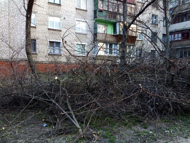Новини Козятина - фото з Обрізані дерева і нічні походеньки підлітків. Фото дня Обрізані дерева і нічні походеньки підлітків. Фото дня, фото №1 на сайті 20minut.ua