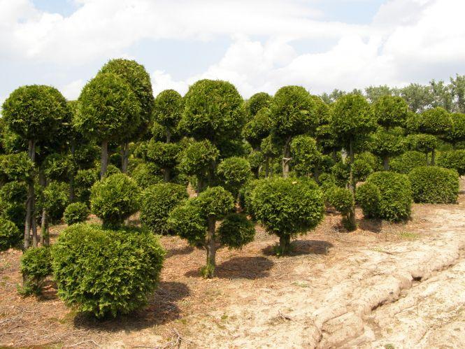 Чи можна вижити в українському селі? Приклад родинного бізнесу (Новини компаній), фото №1 на сайті 20minut.ua