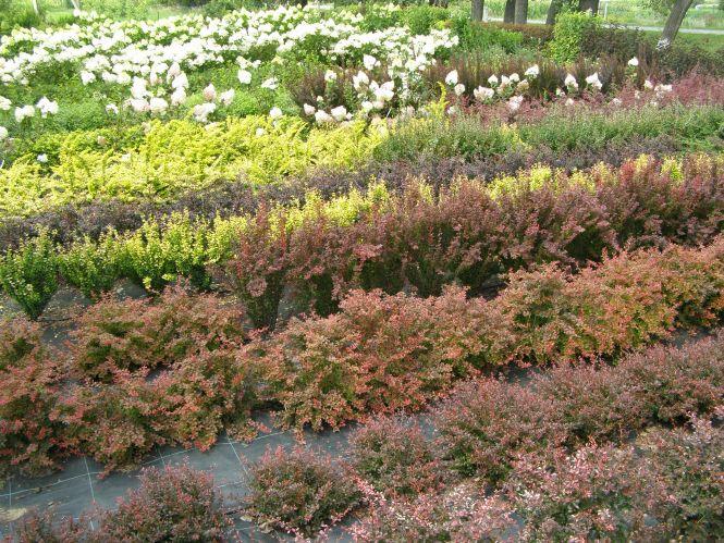 Чи можна вижити в українському селі? Приклад родинного бізнесу (Новини компаній), фото №3 на сайті 20minut.ua