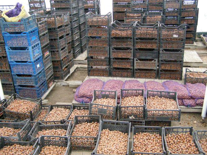 Чи можна вижити в українському селі? Приклад родинного бізнесу (Новини компаній), фото №6 на сайті 20minut.ua