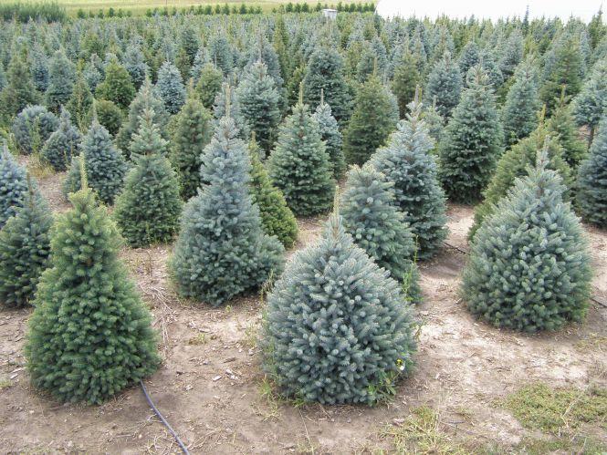 Чи можна вижити в українському селі? Приклад родинного бізнесу (Новини компаній), фото №2 на сайті 20minut.ua