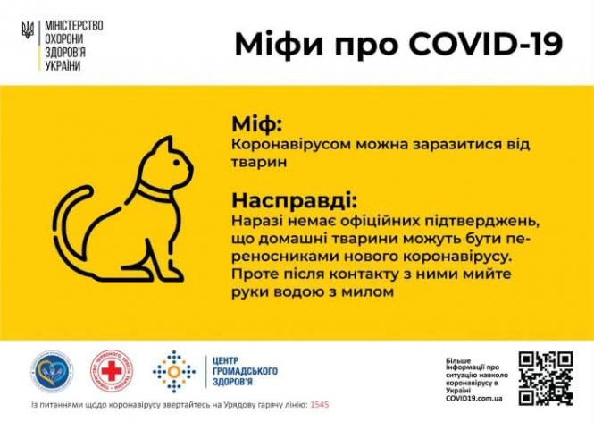 Новини Тернополя - фото з Чи переносять коти та собаки коронавірус і яких правил гігієни потрібно дотримуватися
