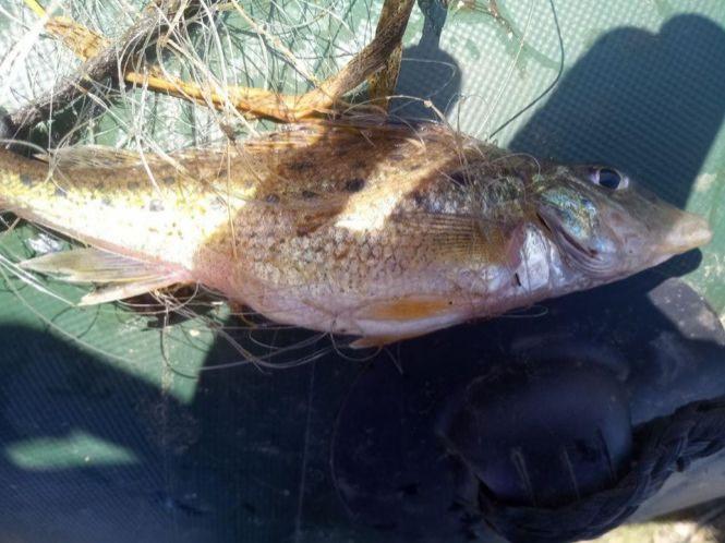 Новини Житомира - фото з Протягом п’яти днів нересту викрито 25 порушень правил рибальства Протягом п’яти днів нересту викрито 25 порушень правил рибальства, фото №2 на сайті 20minut.ua