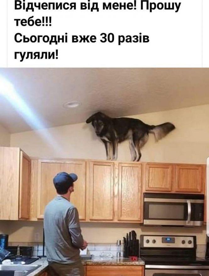 Новини Тернополя - фото з Нові обмеження на карантині: інтернет вибухнув мемами Нові обмеження на карантині: інтернет вибухнув мемами, фото №2 на сайті 20minut.ua