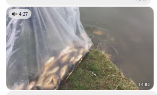 Новини Козятина - фото з 10 тисяч на коропа: зарибнили козятинську Водокачку 10 тисяч на коропа: зарибнили козятинську Водокачку, фото №3 на сайті 20minut.ua