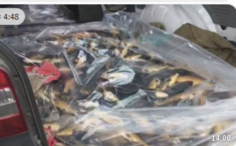 Новини Козятина - фото з 10 тисяч на коропа: зарибнили козятинську Водокачку 10 тисяч на коропа: зарибнили козятинську Водокачку, фото №1 на сайті 20minut.ua