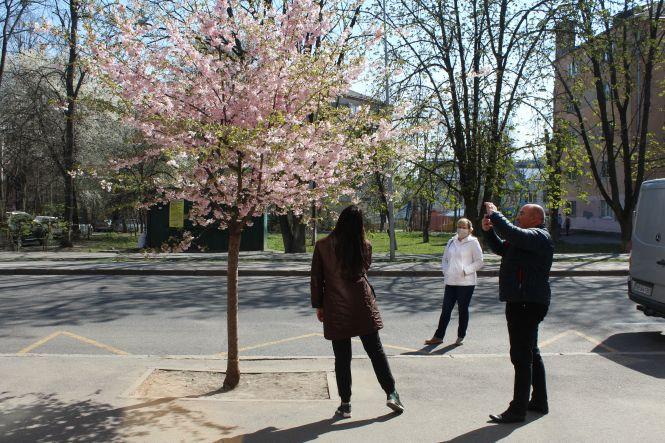 Незважаючи на карантин, десятки вінничан прийшли фотографуватися з сакурами, фото №10 на сайті 20minut.ua