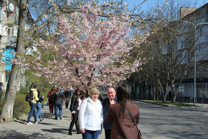 Незважаючи на карантин, десятки вінничан прийшли фотографуватися з сакурами, фото №5 на сайті 20minut.ua