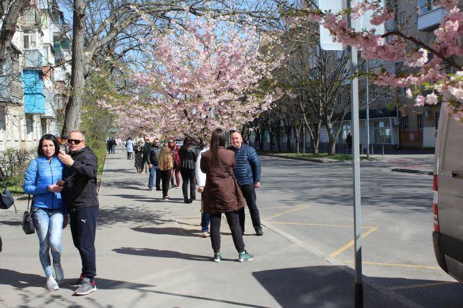 Незважаючи на карантин, десятки вінничан прийшли фотографуватися з сакурами, фото №4 на сайті 20minut.ua