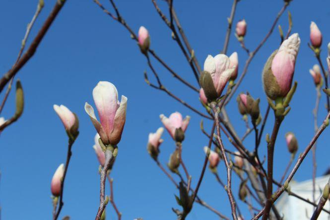 Як вінничани дотримуються карантину. Фоторепортаж з Соборної, фото №19 на сайті 20minut.ua
