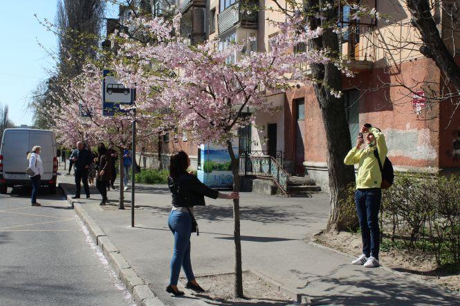Незважаючи на карантин, десятки вінничан прийшли фотографуватися з сакурами, фото №11 на сайті 20minut.ua