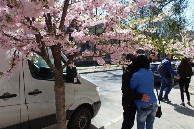 Незважаючи на карантин, десятки вінничан прийшли фотографуватися з сакурами, фото №9 на сайті 20minut.ua