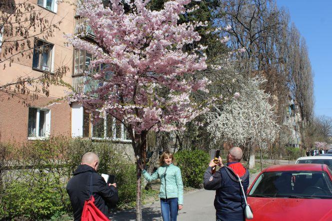 Незважаючи на карантин, десятки вінничан прийшли фотографуватися з сакурами, фото №3 на сайті 20minut.ua