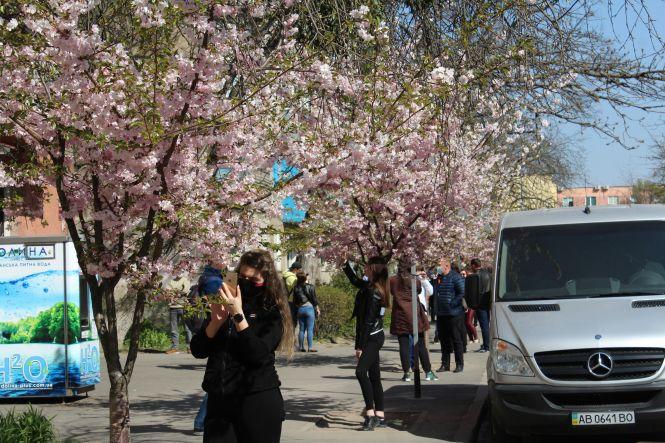 Незважаючи на карантин, десятки вінничан прийшли фотографуватися з сакурами, фото №2 на сайті 20minut.ua