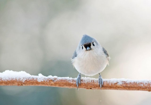 Новини Вінниці - фото з У цей день вітайте Анну та Івана. Історія, традиції та прикмети 13 квітня Пташка - фото 397486