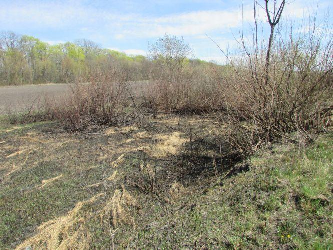 Новини Козятина - фото з Суха трава в людей непотріб — тваринам та комахам то корм і будівельний матеріал Суха трава в людей непотріб — тваринам та комахам то корм і будівельний матеріал, фото №2 на сайті 20minut.ua