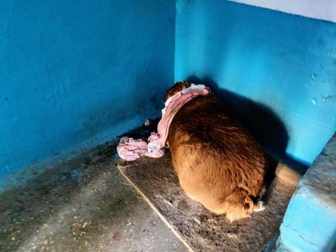 Новини Тернополя - фото з У Тернополі бійцівський пес мало не загриз стареньку безпритульну собаку У Тернополі бійцівський пес мало не загриз стареньку безпритульну собаку, фото №1 на сайті 20minut.ua