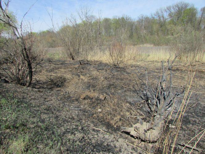 Новини Козятина - фото з Суха трава в людей непотріб — тваринам та комахам то корм і будівельний матеріал Суха трава в людей непотріб — тваринам та комахам то корм і будівельний матеріал, фото №3 на сайті 20minut.ua