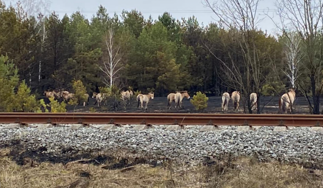 З пожежі в Чорнобилі врятували більчат: зворушливі фото уцілілих тварин - фото 398054