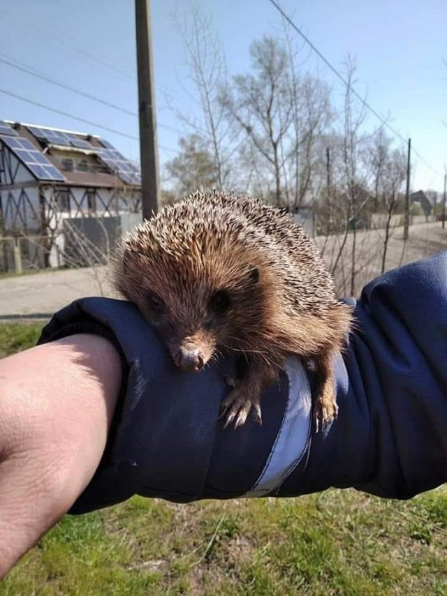 З пожежі в Чорнобилі врятували більчат: зворушливі фото уцілілих тварин - фото 398050