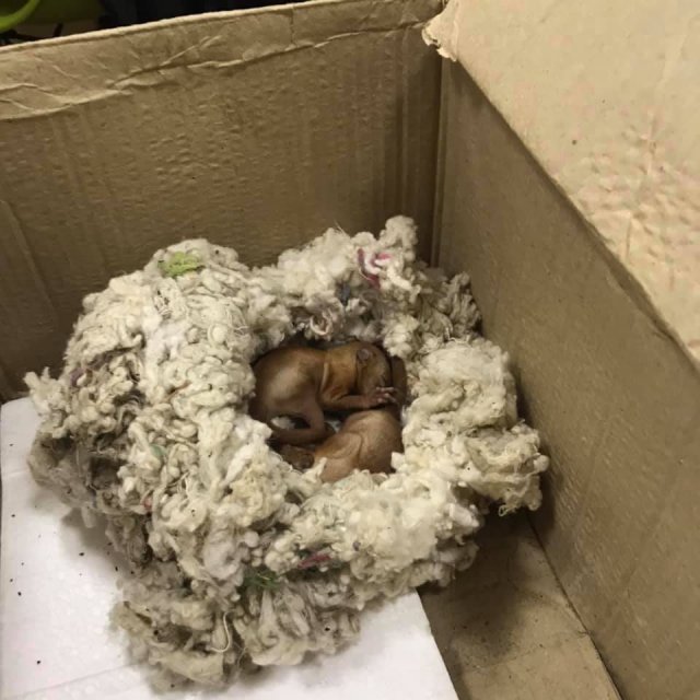 З пожежі в Чорнобилі врятували більчат: зворушливі фото уцілілих тварин - фото 398049