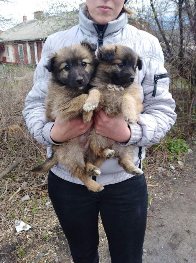 Новини Козятина - фото з Шукають господарів для песиків Шукають господарів для песиків, фото №1 на сайті 20minut.ua