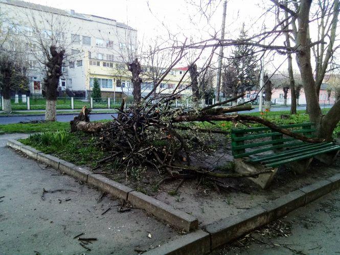 Вітер вирвав дерево з корінням у центрі міста, фото №1 на сайті 20minut.ua