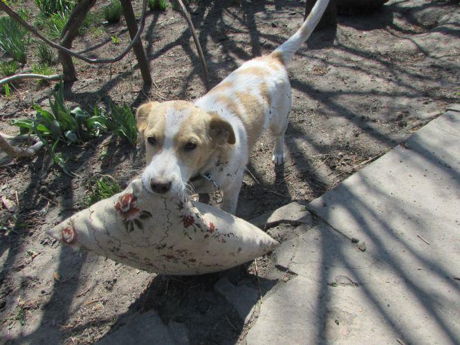 Фото дня: ненажера Біляш, Тузік з подушкою та трохи наших вулиць, фото №4 на сайті 20minut.ua